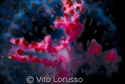 Jellyfishs - Pelagia noctiluca (detail) by Vito Lorusso 